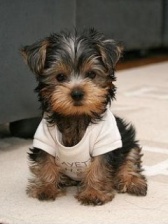 Cute Puppy